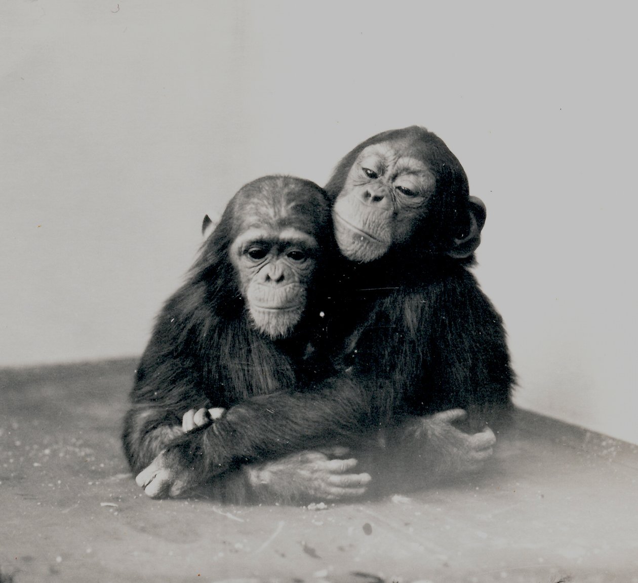 Johnnie és egy barátja, a ZSL London Zoo két csimpánzja, 1923 alkotó: Frederick William Bond