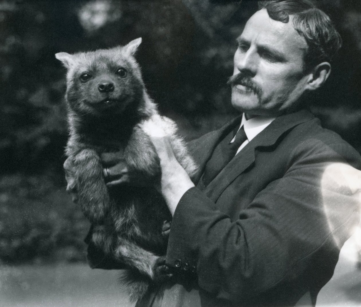Charles Dixon állattartó, aki egy bébi hiénát tart a Londoni Állatkertben, 1919 alkotó: Frederick William Bond