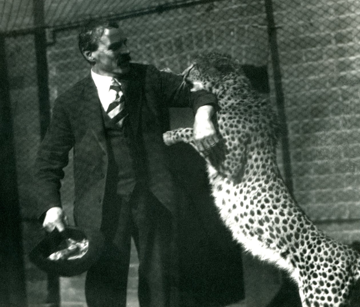 Charles Dixon őrző egy játékos gepárddal a londoni állatkertben, 1922. október (bw fotó) alkotó: Frederick William Bond