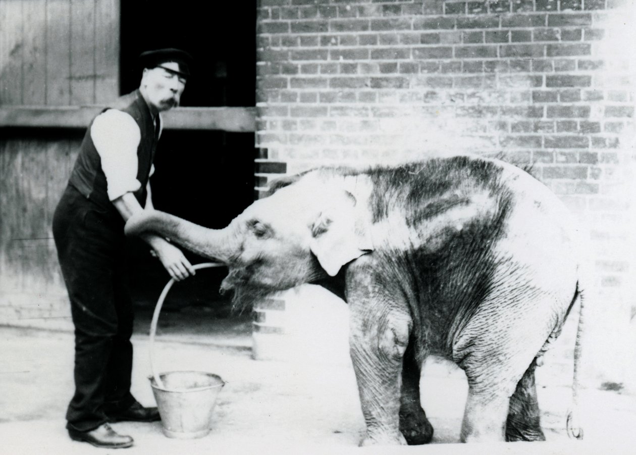 Charles Eyles őrző, aki egy ázsiai elefántbébit etet szondával a londoni állatkertben 1913-ban alkotó: Frederick William Bond