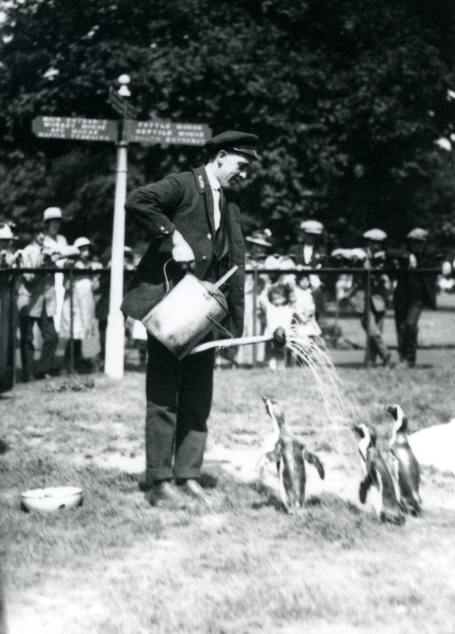 Ernie Sceales őrző három pingvint zuhanyoz le egy öntözőkannából, Londoni Állatkert, 1919 alkotó: Frederick William Bond