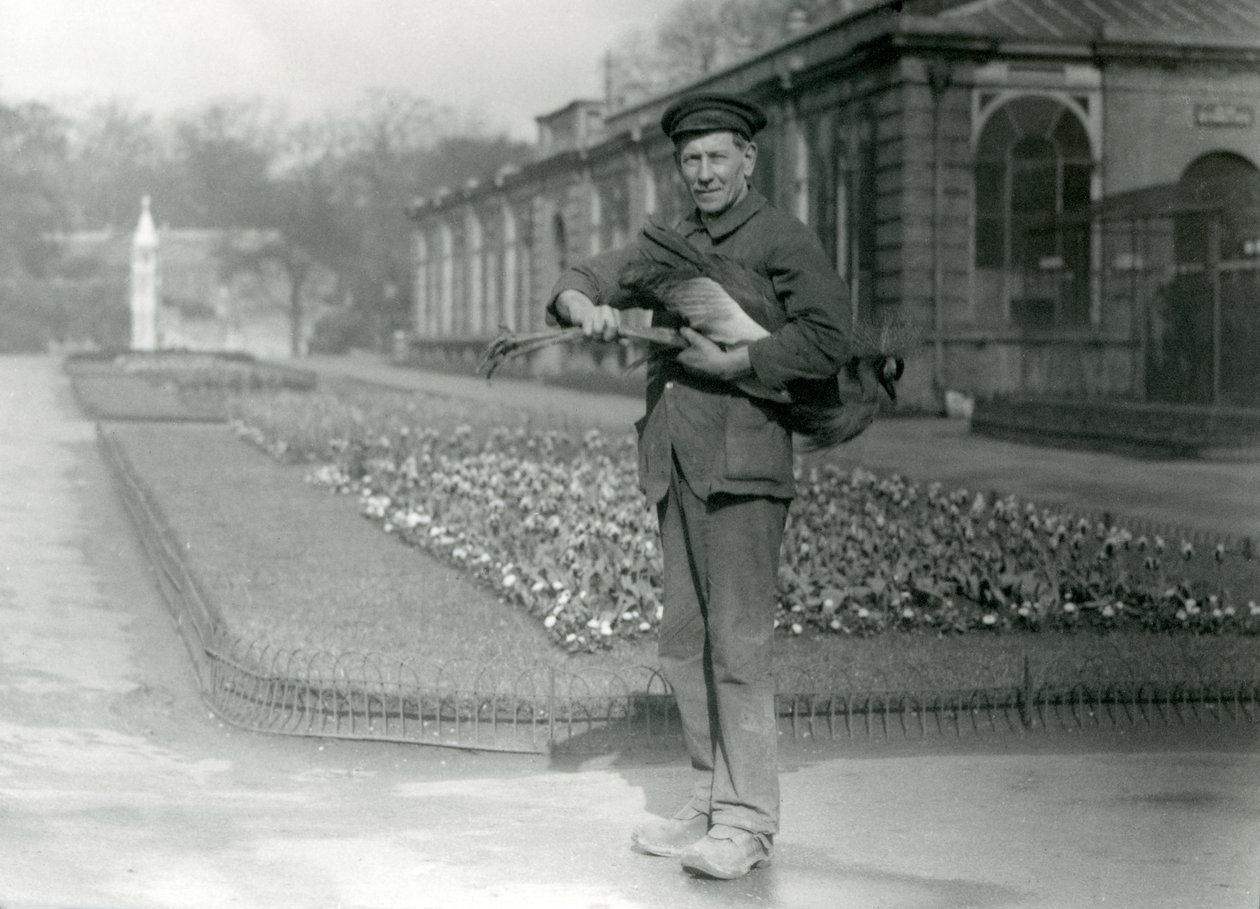 G. Blore állattartó szürke koronás darut cipel, Londoni Állatkert, 1923. május (bw fotó) alkotó: Frederick William Bond