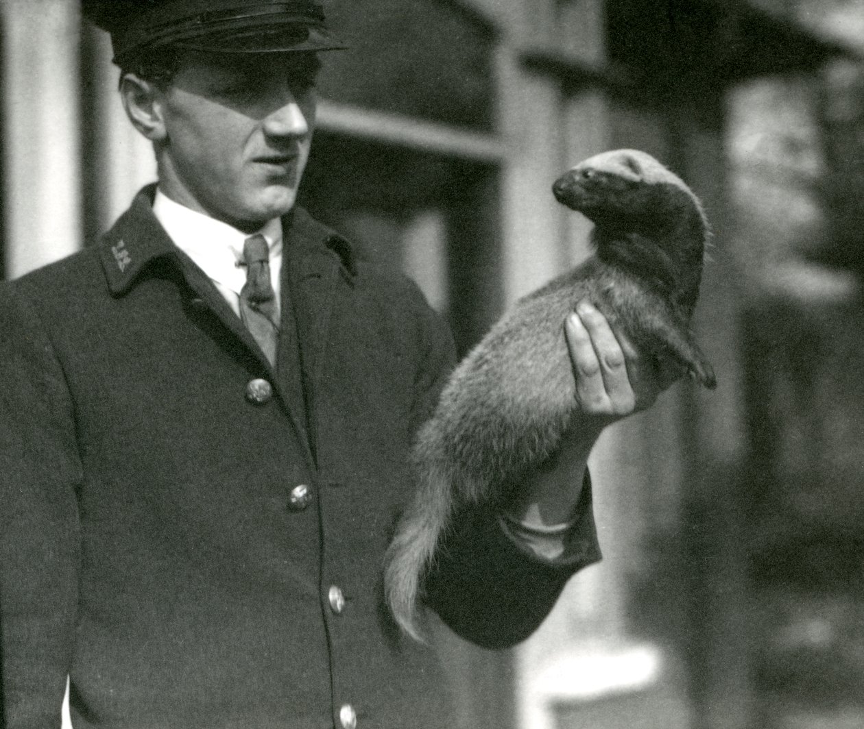 Leslie Flewin állatgondozó egy grisont tart a kezében, Londoni Állatkert, 1923 (színes fotó) alkotó: Frederick William Bond