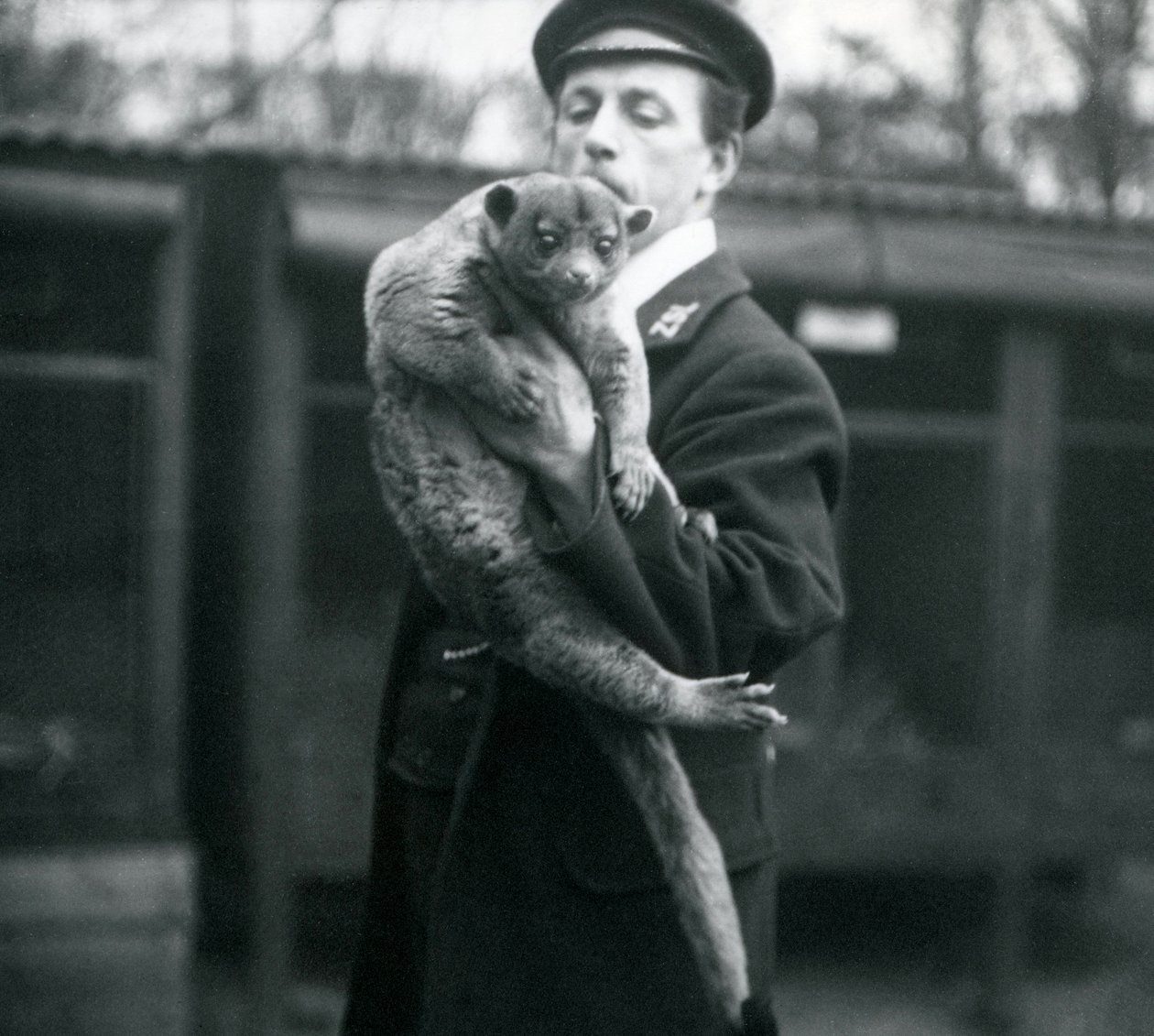 Leslie Martin Flewin őrző, aki Kinkajou-t tart a londoni állatkertben, 1913. február alkotó: Frederick William Bond