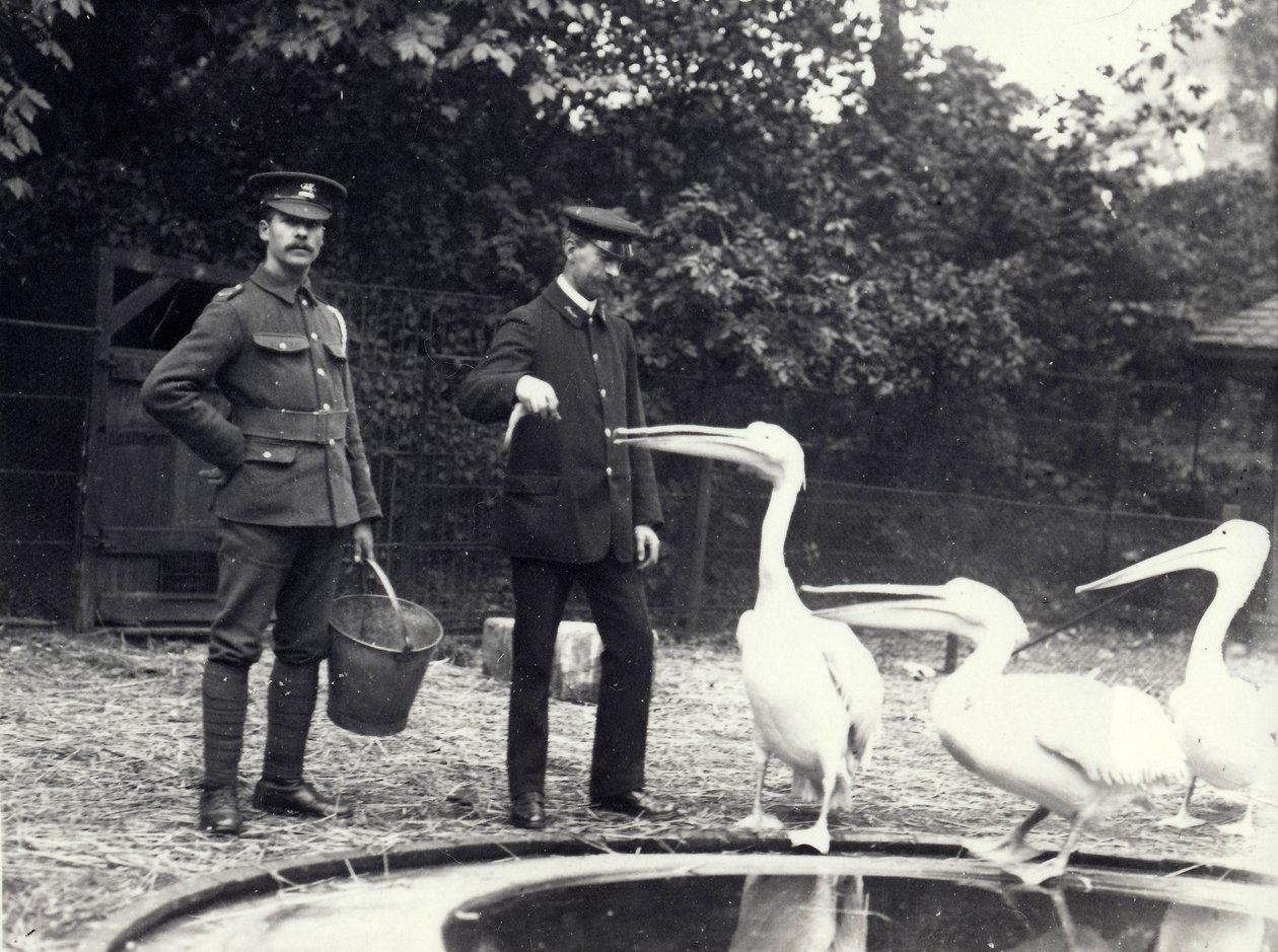 Alf Taylor (jobbra) és Bodman (balra) állattartók halakat etetnek pelikánokkal a medence mellett a londoni állatkertben, 1915. október alkotó: Frederick William Bond
