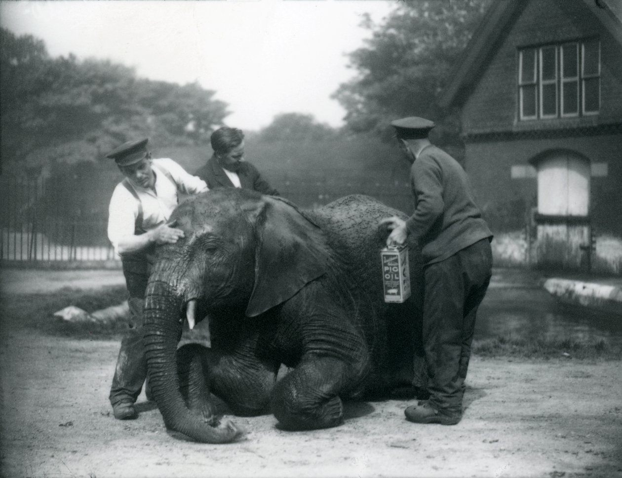 Az állattartók disznóolajjal kenegetik a hím afrikai elefántot, hogy megelőzzék a bőrrepedéseket, Londoni Állatkert, 1927. Kiberenge 1923. szeptember 14-én került a Londoni Állatkertbe Sir Horace Byatt ajándékaként. (bw p alkotó: Frederick William Bond