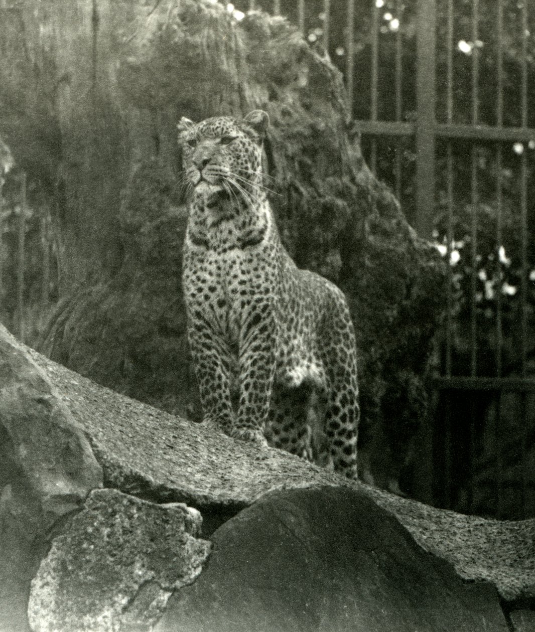 Leopárd Rex sziklákon áll a londoni állatkertben, 1923 (fekete-fehér fotó) alkotó: Frederick William Bond