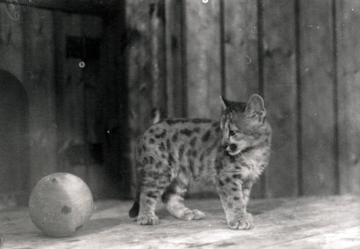 Leopárd kölyök egy labdával alkotó: Frederick William Bond