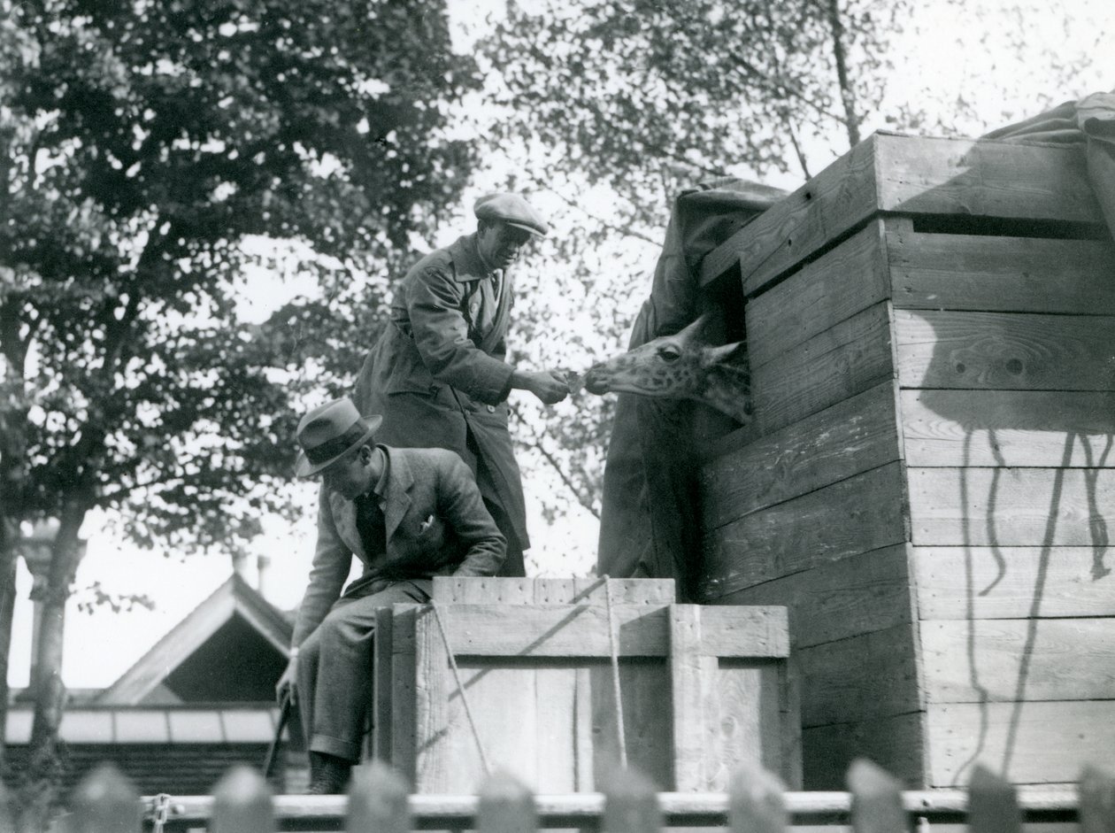 Férfiak egy fiatal zsiráfot szállító londoni állatkertbe, harapnivalót kínálva érkezéskor, 1923. május (bw fotó) alkotó: Frederick William Bond
