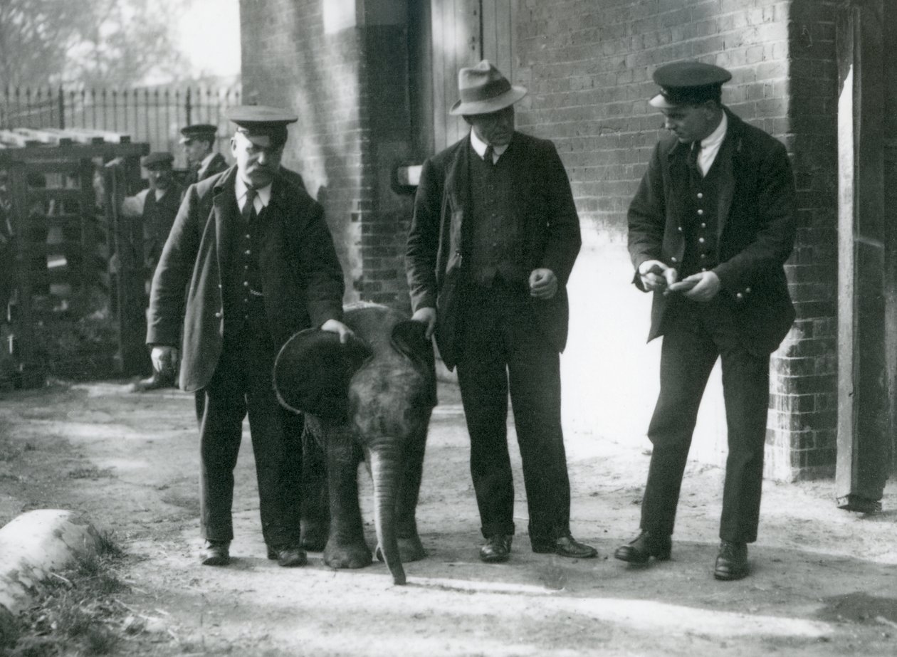 Az újonnan érkezett "Tiny" törpe erdei elefántbaba Robertson, Stimpson és Milbourn gondozóival a londoni állatkertben, 1922 októberében. alkotó: Frederick William Bond