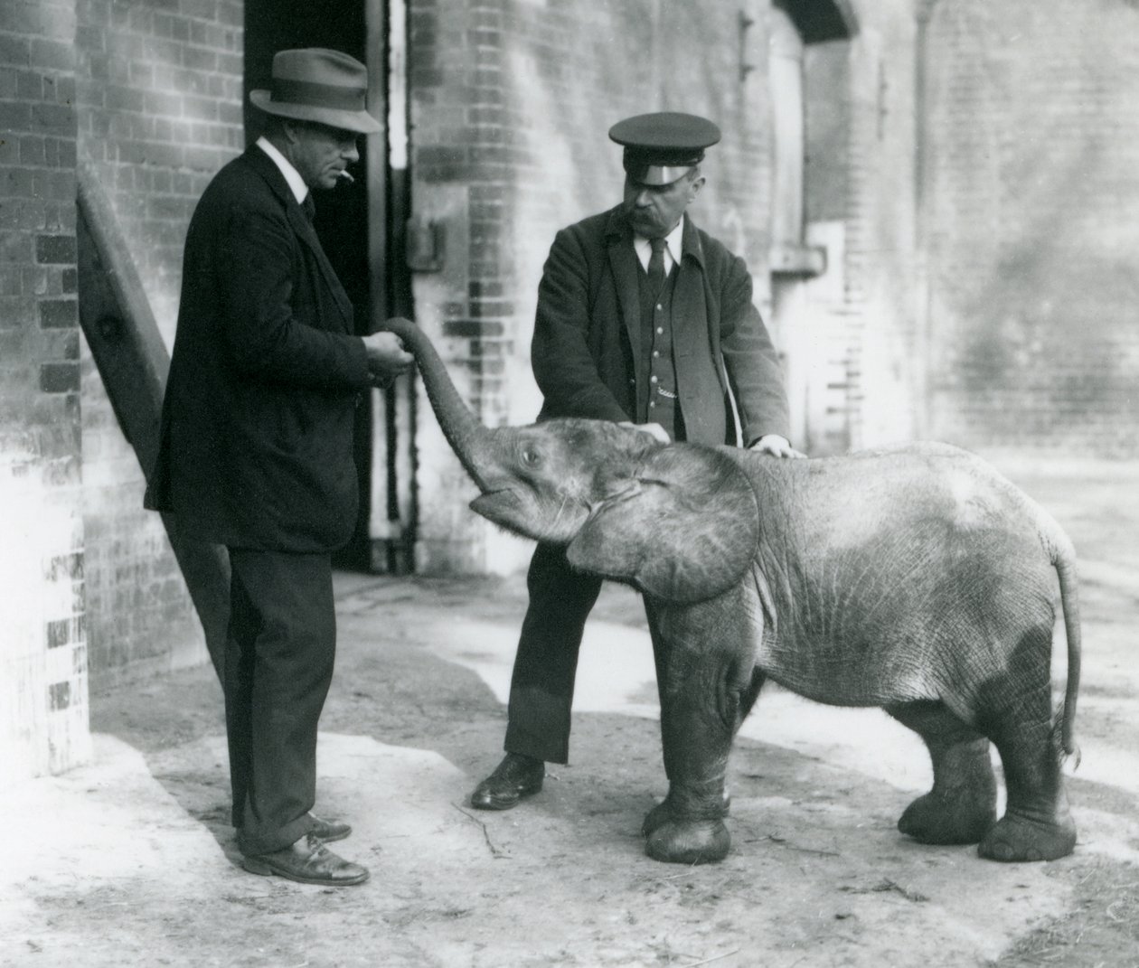 Az újonnan érkezett törpe erdei elefánt, Tiny, tartóival, Robertsonnal, Stimpsonnal és Milbournnal a londoni állatkertben, 1922 (bw fotó) alkotó: Frederick William Bond