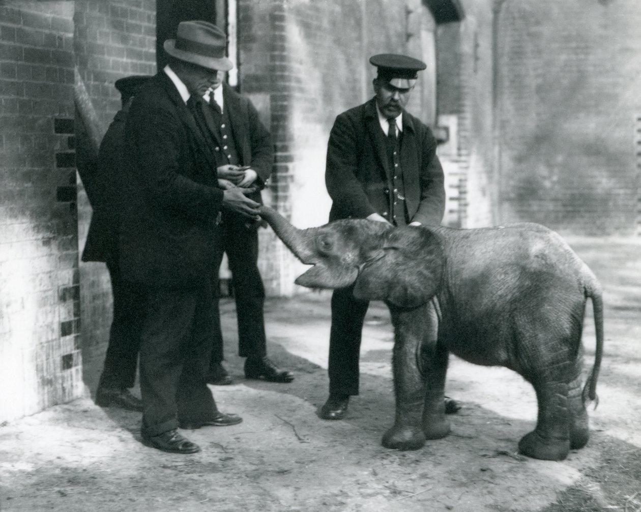 Az újonnan érkezett törpe erdei elefánt, Tiny, tartóival, Robertsonnal, Stimpsonnal és Milbournnal a londoni állatkertben, 1922 (bw fotó) alkotó: Frederick William Bond