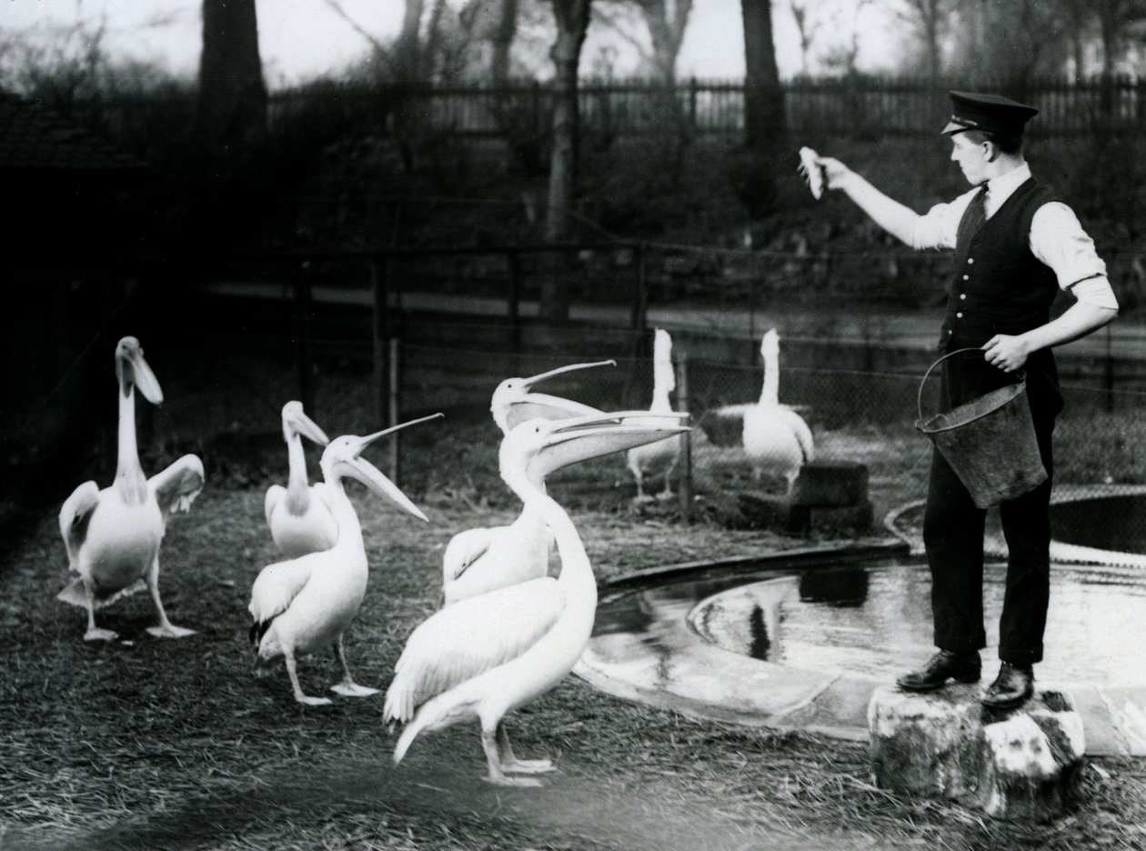 Pelikánokat, akiket halakkal etetnek az állattartójuk a medence mellett, a londoni állatkertben, 1922. december (bw fotó) alkotó: Frederick William Bond