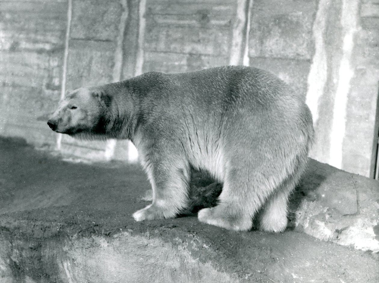 „Sam” jegesmedve a londoni állatkertben, 1914. május alkotó: Frederick William Bond