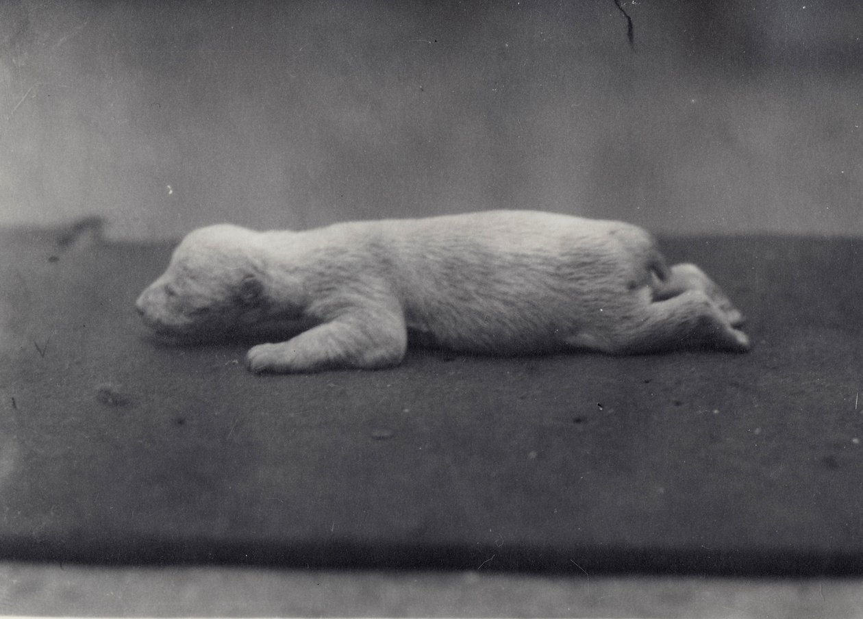 Jegesmedve kölyök, még nem nyitott szemekkel, egy takarón fekve a londoni állatkertben, 1920. január alkotó: Frederick William Bond