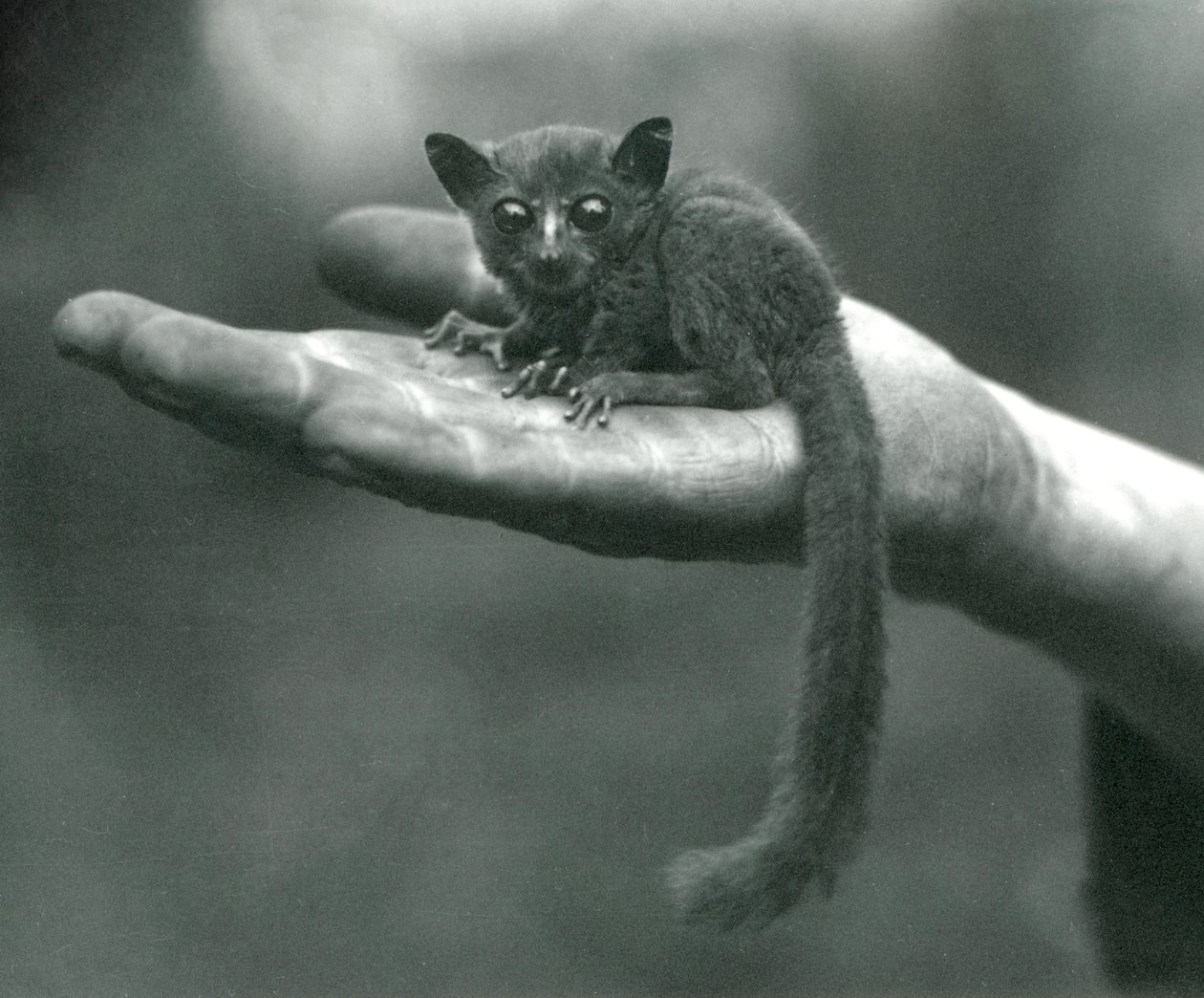 Demidoff Galago herceg vagy Bushbaby az állattartók tenyerében pihen a londoni állatkertben, 1917. április alkotó: Frederick William Bond
