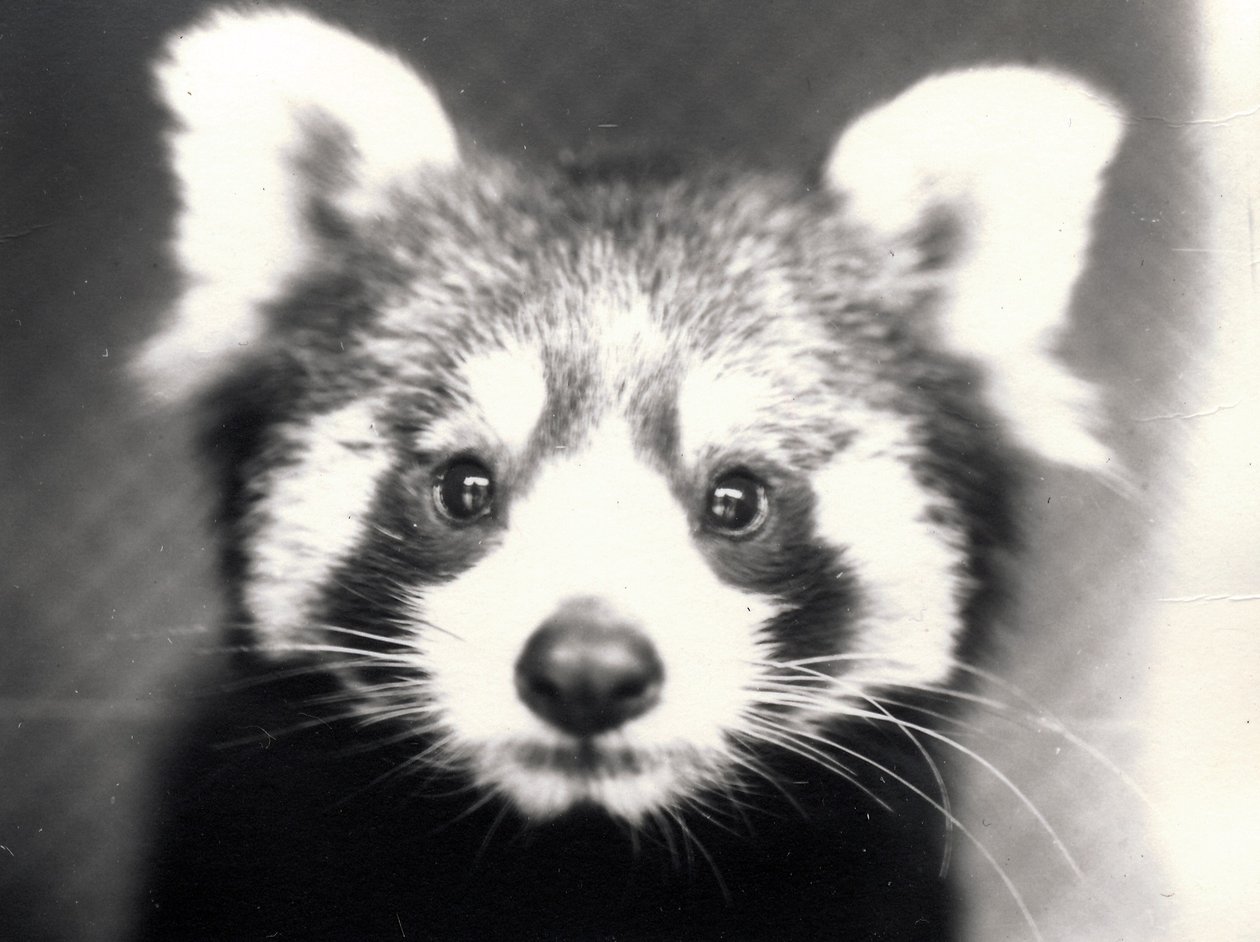 Vörös Panda, 1913 alkotó: Frederick William Bond