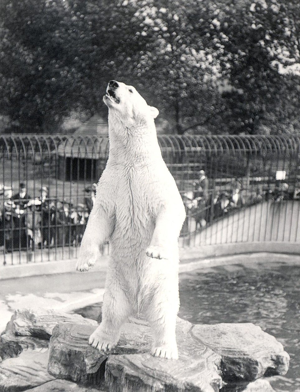 Sam, a Jegesmedve élelemért könyörög a ZSL Londoni Állatkertben, 1912 alkotó: Frederick William Bond