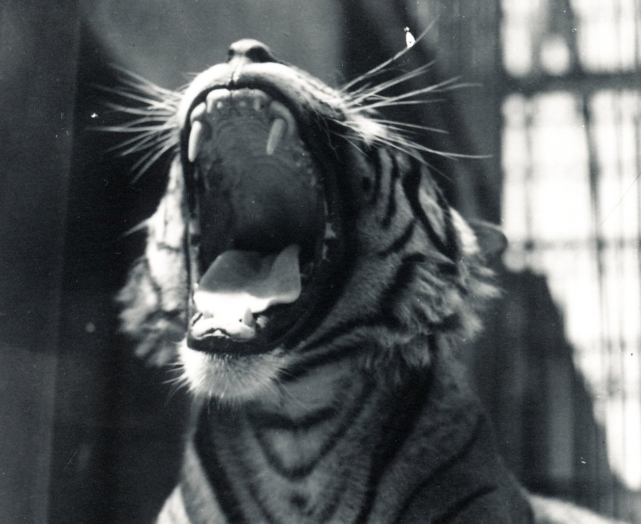 Sam, a tigris ásít, 1924. július alkotó: Frederick William Bond