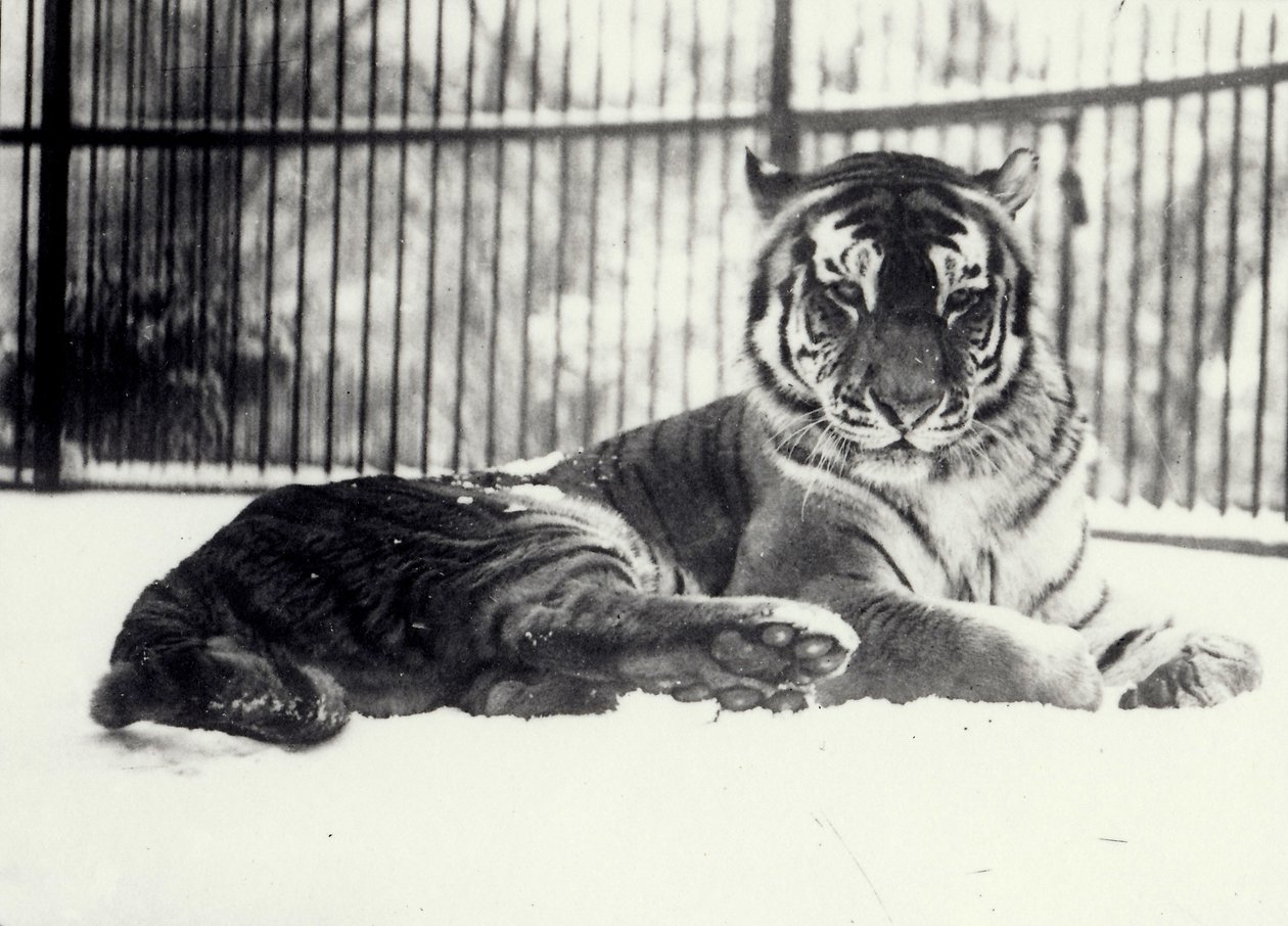 Szibériai vagy amuri tigris "Moloch" a havon a londoni állatkertben alkotó: Frederick William Bond