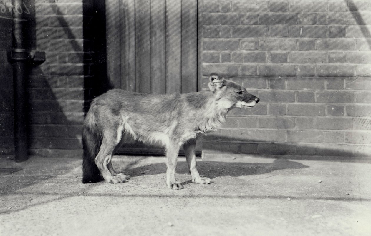Szibériai vadkutya vagy dhole a londoni állatkertben, 1916. október alkotó: Frederick William Bond