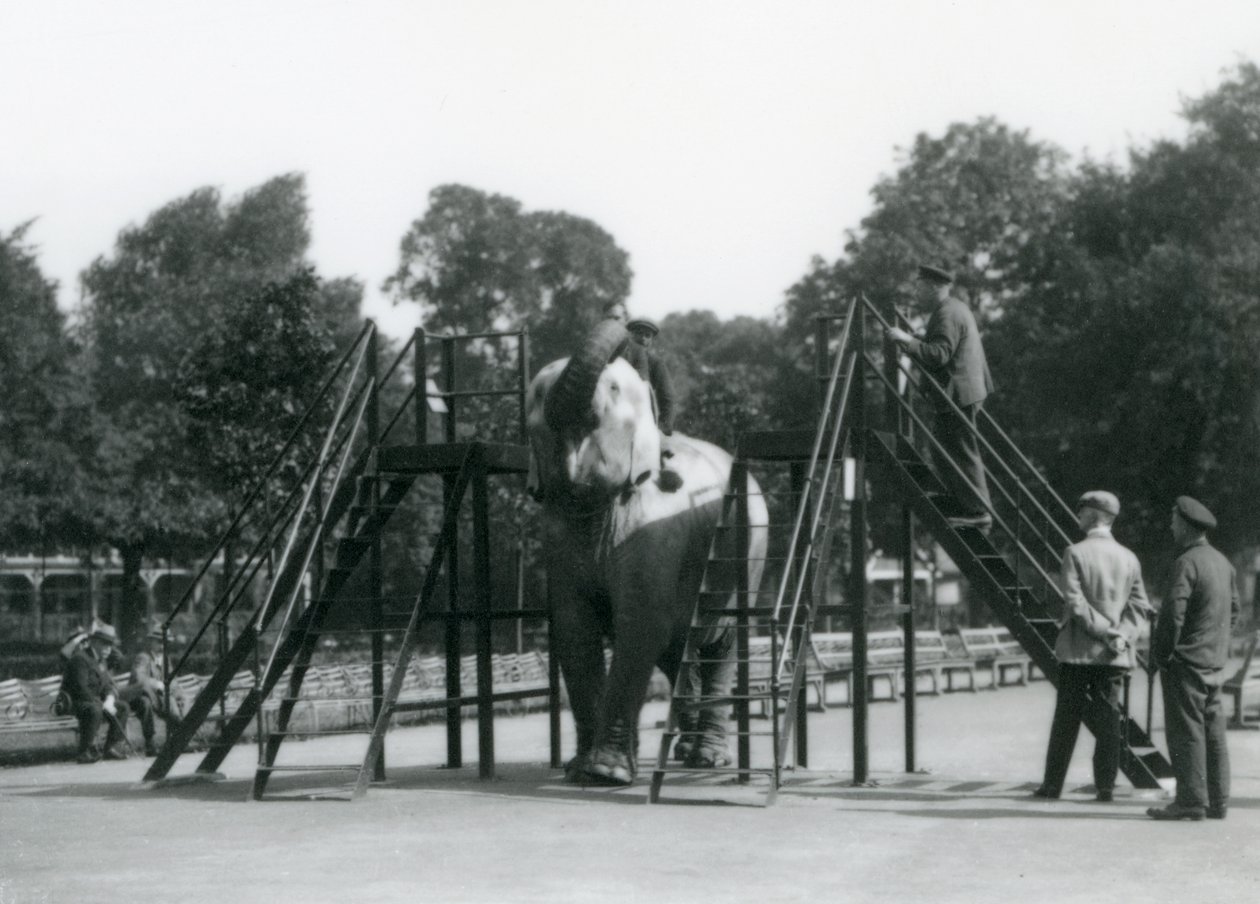 Syed Ali Indianit oktatja, míg a többi személyzet és állattartó néz, Londoni Állatkert, 1922. június (bw fotó) alkotó: Frederick William Bond