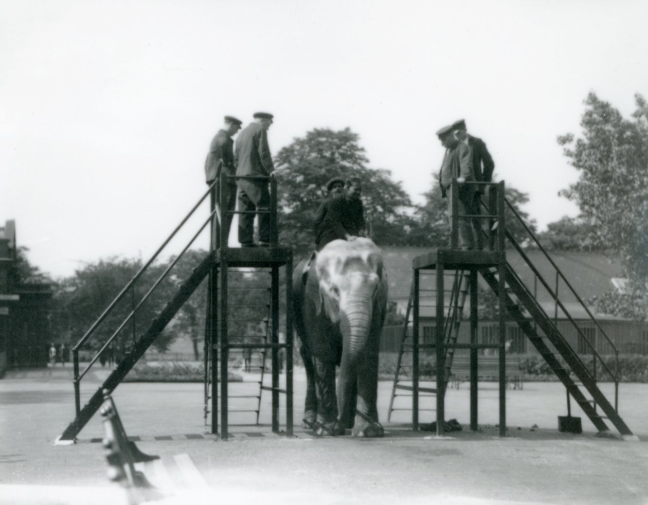 Szaid Ali edzi Indiaranit, miközben a többi dolgozó és gondozó nézi, Londoni Állatkert, 1922. június (színes fotó) alkotó: Frederick William Bond