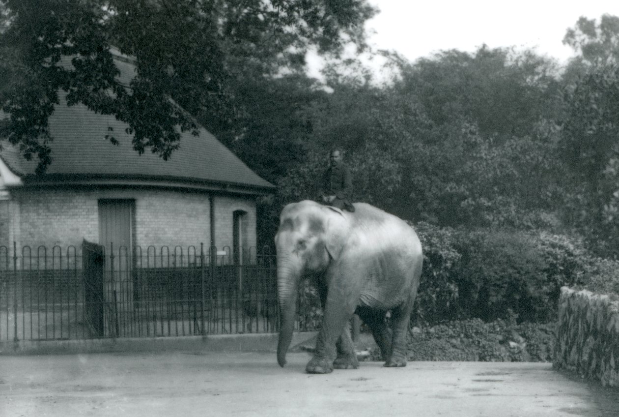 Szaid Ali edzi Indiaranit, miközben a többi dolgozó és gondozó nézi, Londoni Állatkert, 1922. június (színes fotó) alkotó: Frederick William Bond