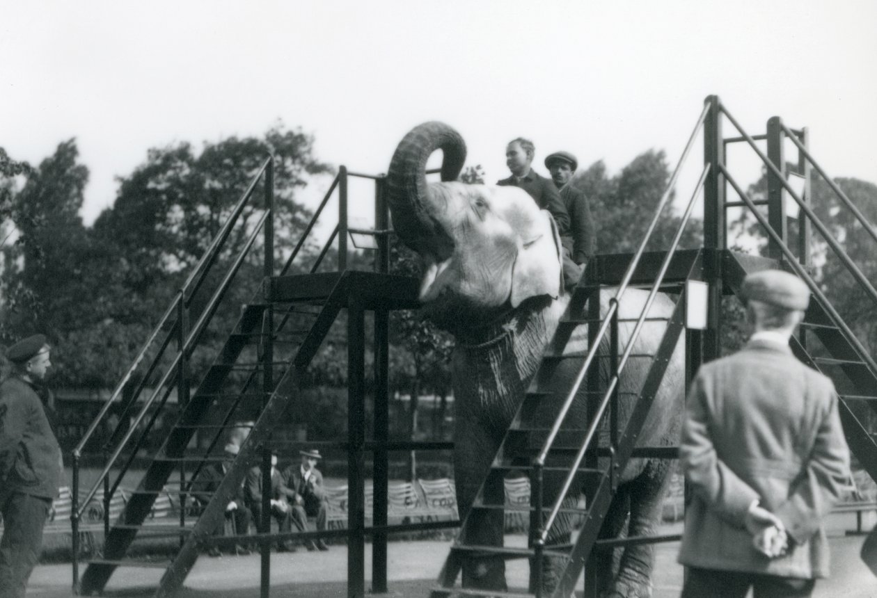 Szaid Ali edzi Indiaranit, miközben a többi dolgozó és gondozó nézi, Londoni Állatkert, 1922. június (színes fotó) alkotó: Frederick William Bond
