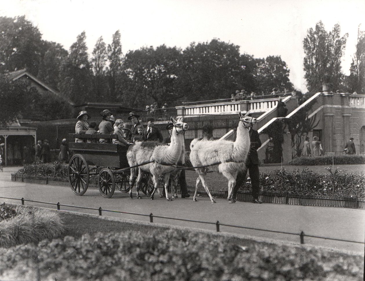 A láma lovaglás – egykor a ZSL Londoni Állatkertben, 1923 szeptemberében alkotó: Frederick William Bond