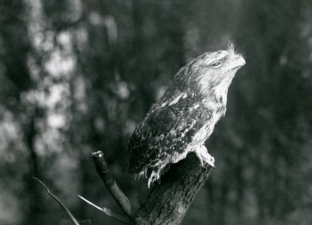 A Tawny Frogmouth rejtélyes tollazata és pihenő póza álcázza a londoni állatkert egyik ágán, 1921 decemberében alkotó: Frederick William Bond