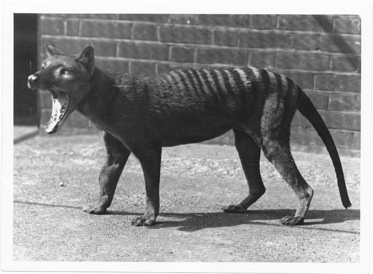 A mára kihalt tasmán tigris, vagy thylacine, 1914 alkotó: Frederick William Bond