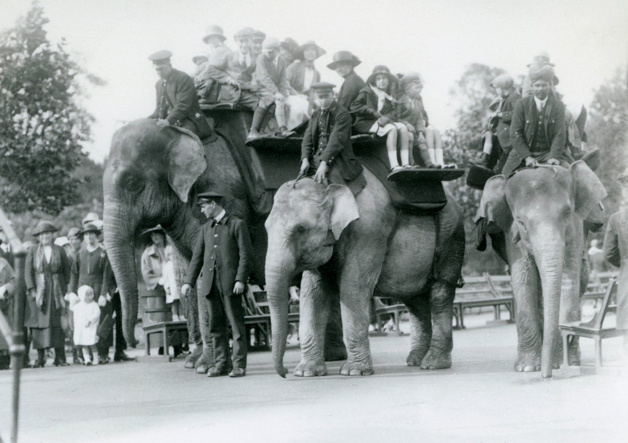 Három indiai elefánt lovagoltatja a látogatókat a londoni állatkertben, 1923 (fekete-fehér fotó) alkotó: Frederick William Bond