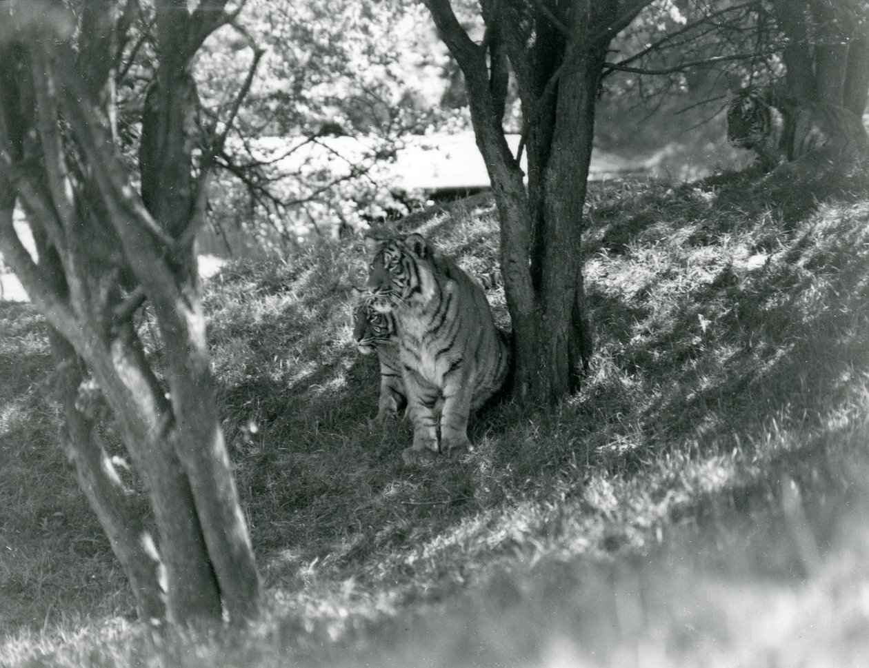 Három tigris kis fák alatt pihen az új házukban Whipsnade-ben, 1934. május. alkotó: Frederick William Bond