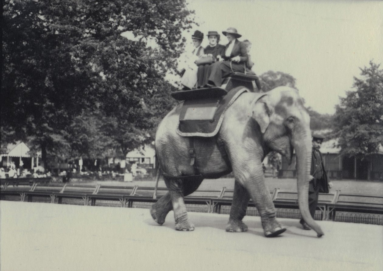 Három hölgyet lovagoltak egy ázsiai elefánton, egy állattartó vezetésével a londoni állatkertben, 1914. május alkotó: Frederick William Bond