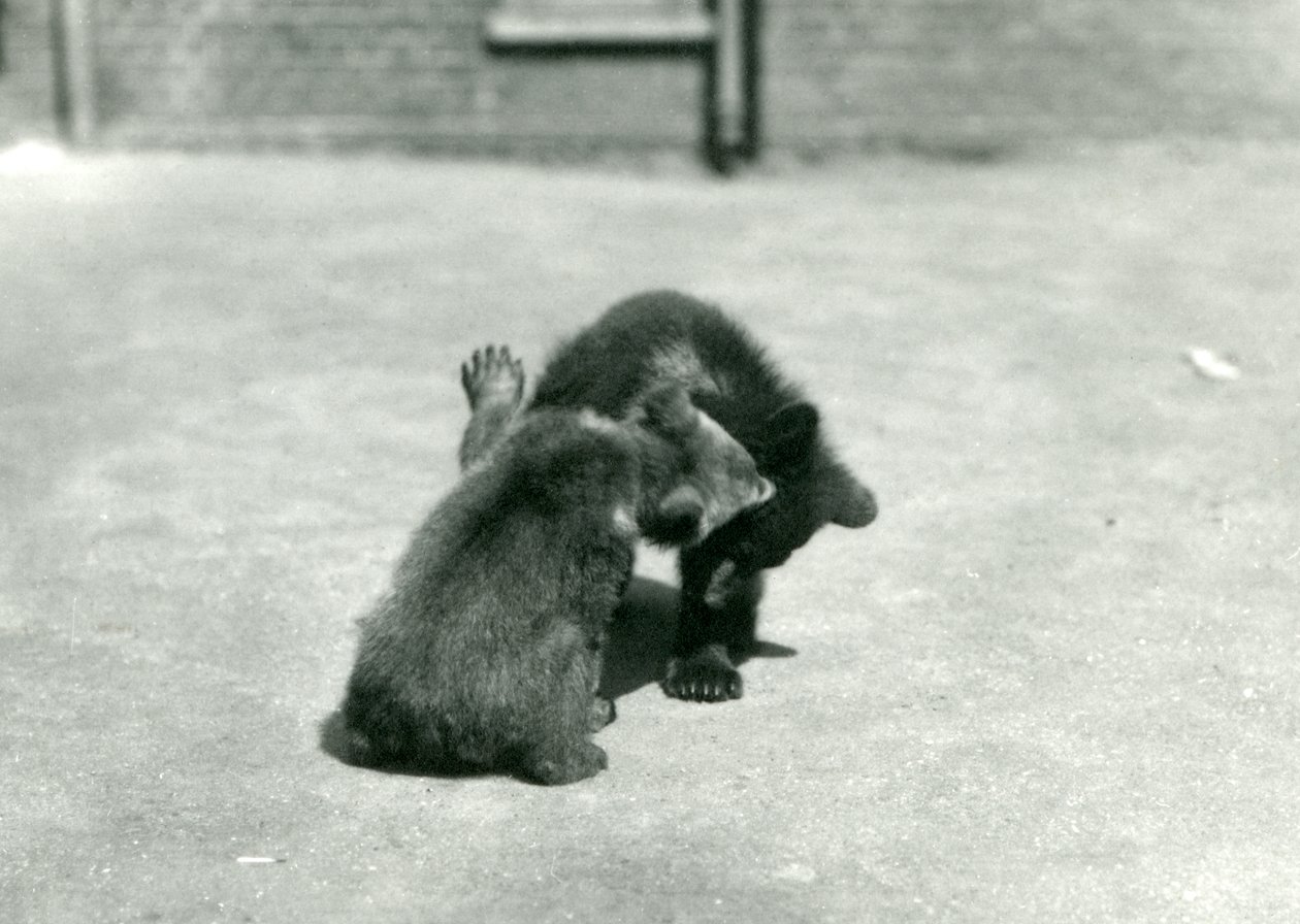Két barnamedve kölyök tombol a londoni állatkertben, 1914. június alkotó: Frederick William Bond