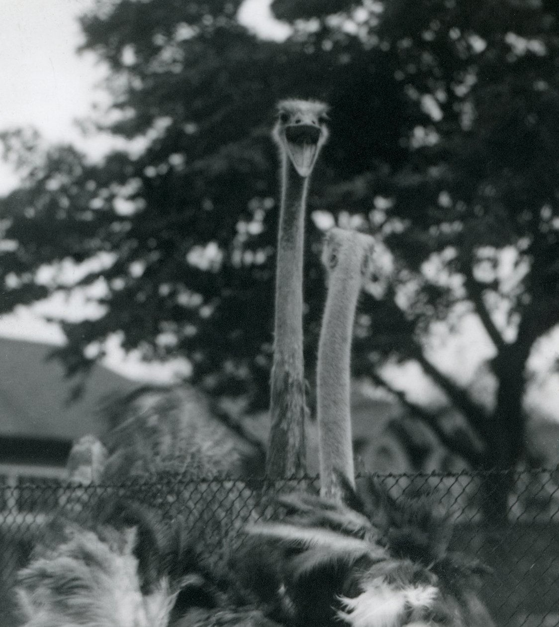 Két strucc köszönti egymást a kerítésen át a Londoni Állatkertben, 1923 (bw fotó) alkotó: Frederick William Bond
