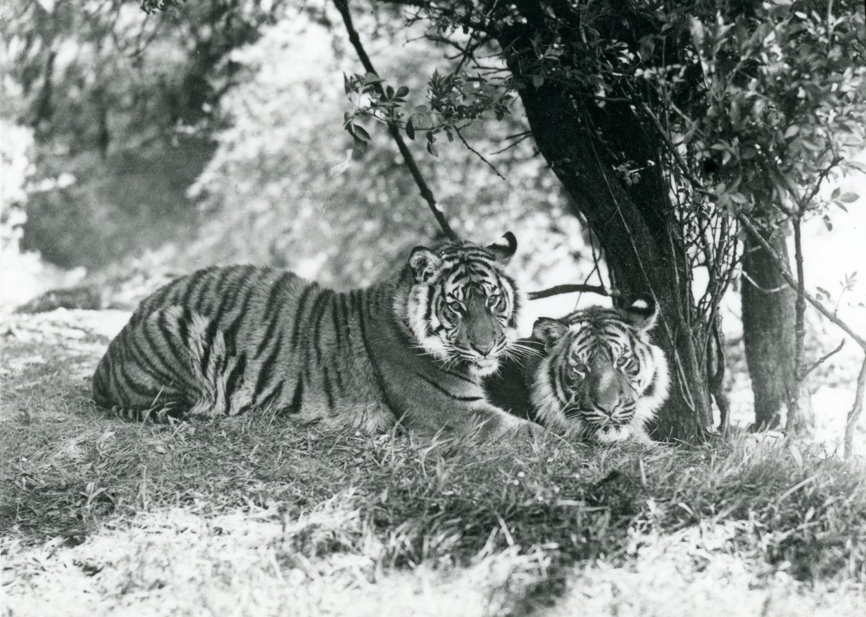 Két tigris pihen egy kis fa alatt az új ketrecükben Whipsnade-ban, 1934 májusában. alkotó: Frederick William Bond