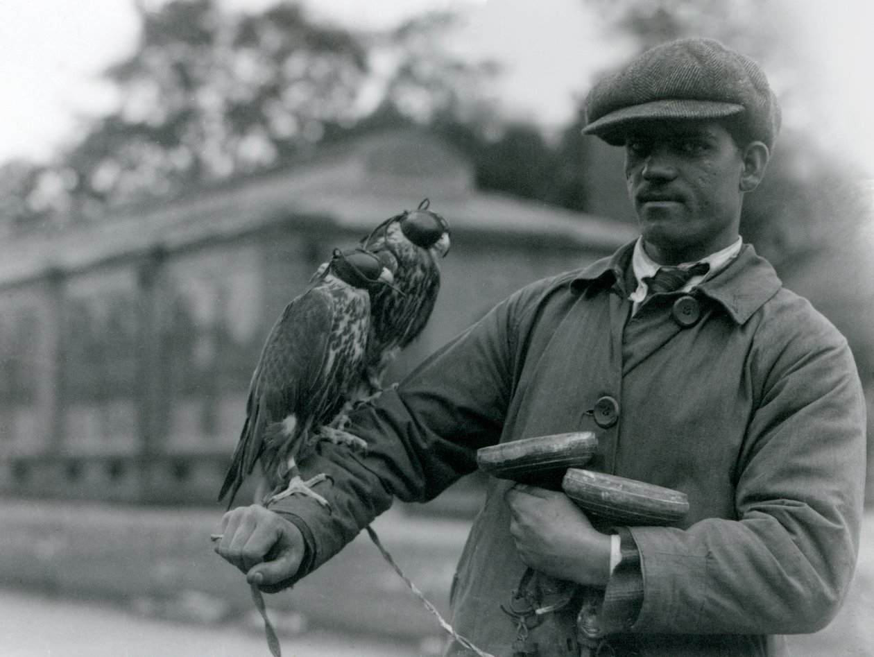 Két csuklyás sólyom solymásza karján ül a londoni állatkertben, 1923. június (bw fotó) alkotó: Frederick William Bond