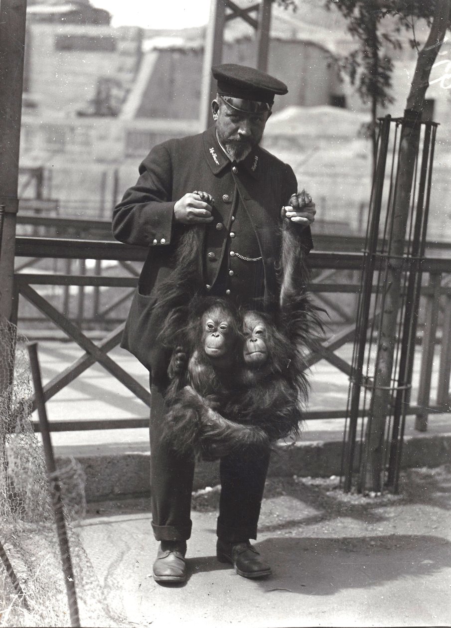 Két fiatal orangutánt tart a karjánál fogva Rodwell állattartó a londoni állatkertben, 1916. április alkotó: Frederick William Bond