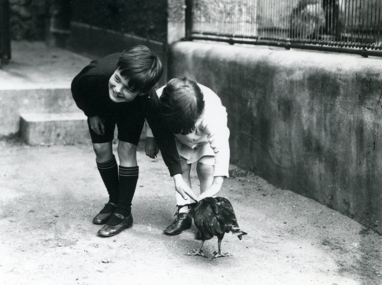 Két fiatal látogató találkozik egy szelíd csíkos Caracarával a londoni állatkertben, 1914 júniusában alkotó: Frederick William Bond