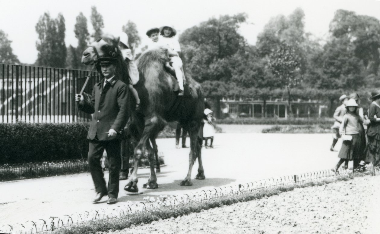 Két fiatal látogató, akik baktriai tevén lovagolnak, egy állattartó vezetésével a londoni állatkertben, 1922. augusztus (bw fotó) alkotó: Frederick William Bond