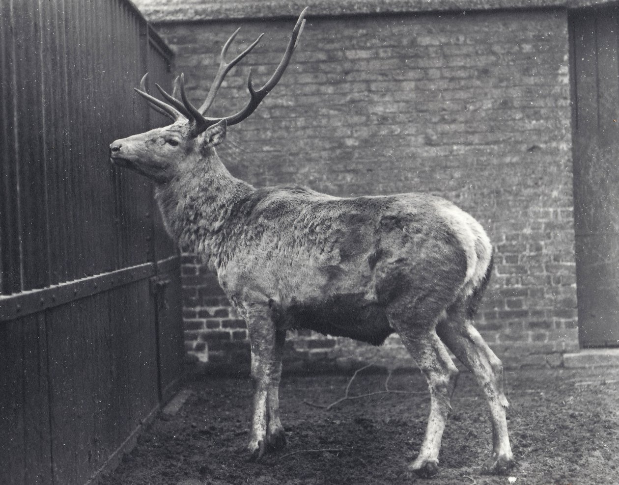Wallich szarvasa, más néven Shou, közép-ázsiai vagy tibeti gímszarvas, a londoni állatkertben, 1916 alkotó: Frederick William Bond