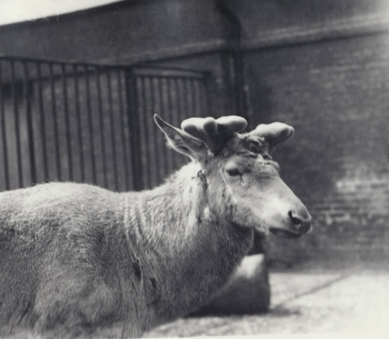 Wallich szarvasa az agancs növekedésének korai szakaszában, bársonyban, Londoni Állatkert, 1920. május alkotó: Frederick William Bond