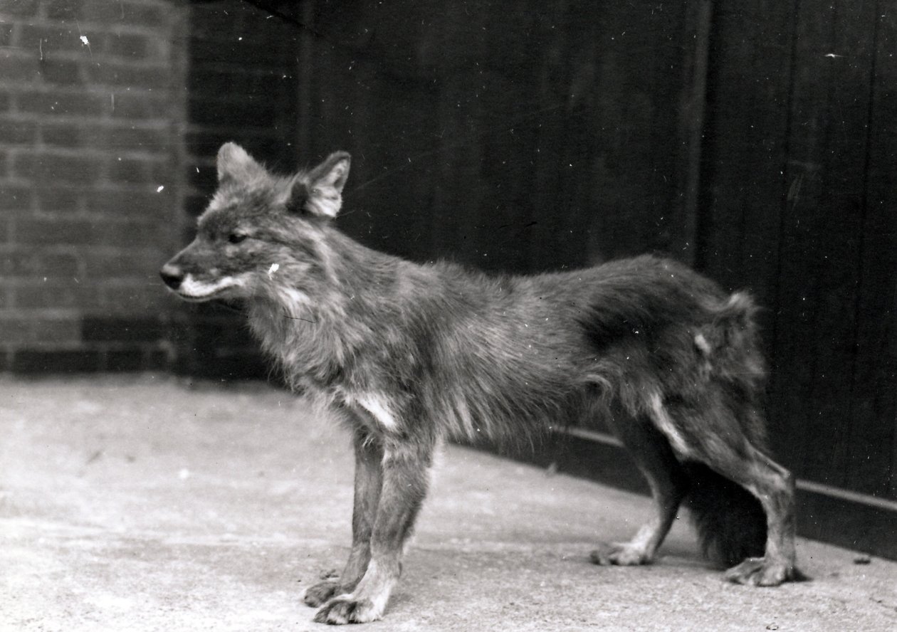 Vadkutya a ZSL London Zoo-ban alkotó: Frederick William Bond