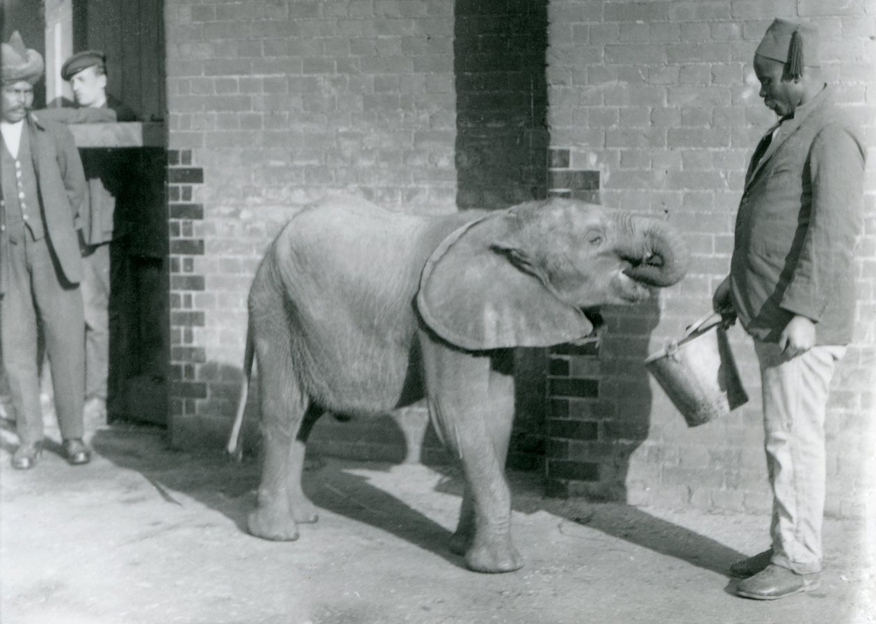 Fiatal afrikai elefánt Kiberenge, akit Darisha etet, miközben Syed Ali néz a háttérben, Londoni Állatkert, 1923. szeptember (bw fotó) alkotó: Frederick William Bond