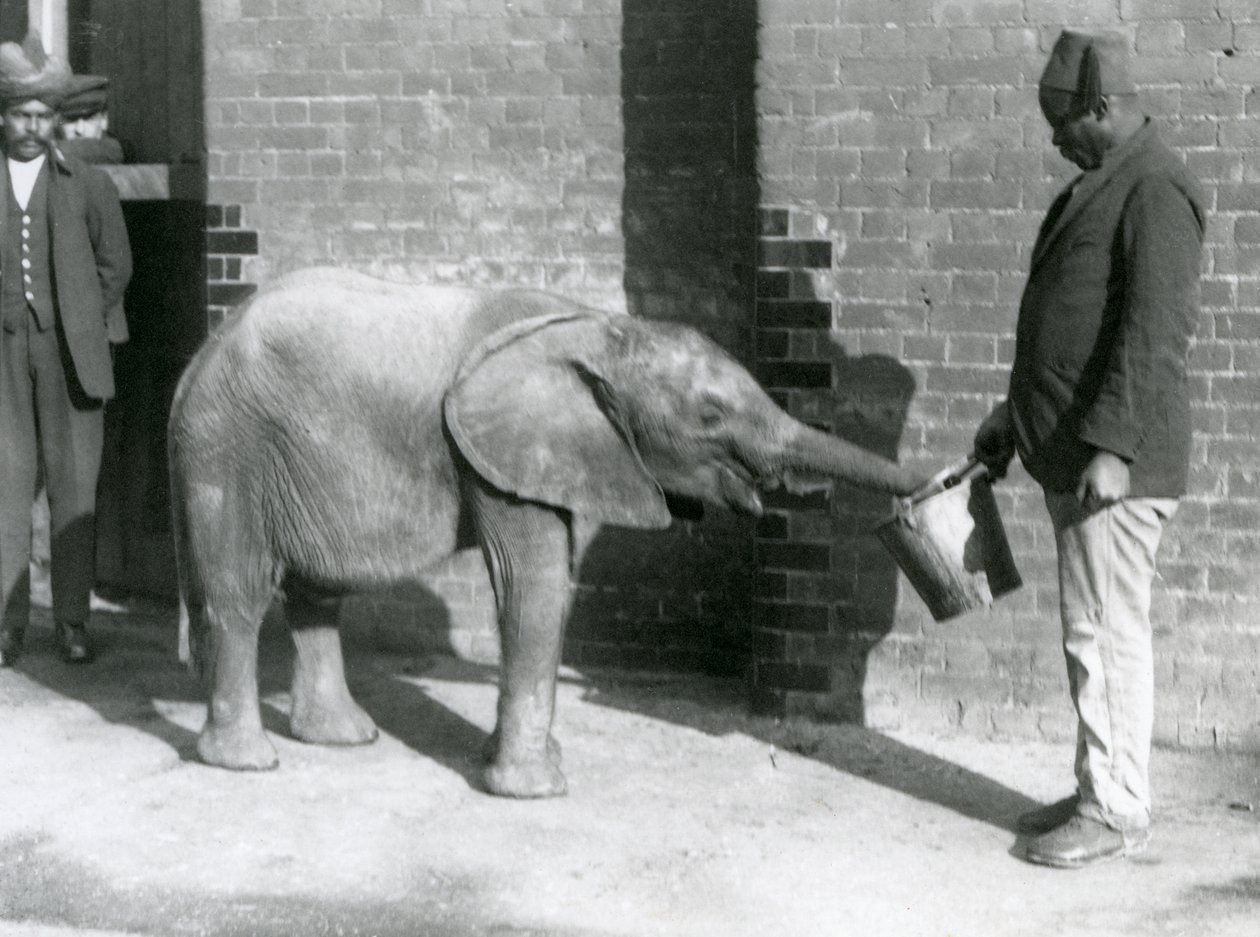 Fiatal afrikai elefánt Kiberenge, akit Darisha etet, miközben Syed Ali néz a háttérben, Londoni Állatkert, 1923. szeptember (bw fotó) alkotó: Frederick William Bond