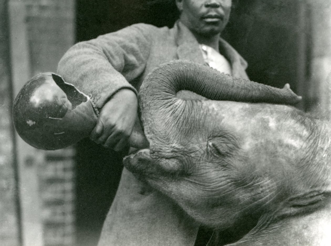 A fiatal afrikai elefántot, Kiberenge-t Darisha itatja, miközben a háttérben Syed Ali nézi, Londoni Állatkert, 1923. szeptember (fekete-fehér fotó) alkotó: Frederick William Bond
