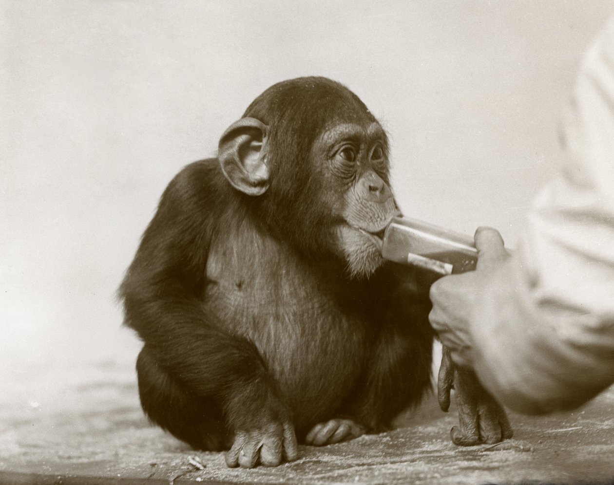 A fiatal csimpánz, „Johnnie” tőkehalmájolajat szed a londoni állatkertben, 1923. április alkotó: Frederick William Bond
