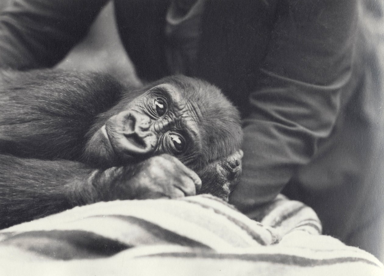 A fiatal, 5 éves „John David” gorilla, akit egy állattartó egy takarón tart a londoni állatkertben, 1919. szeptember alkotó: Frederick William Bond